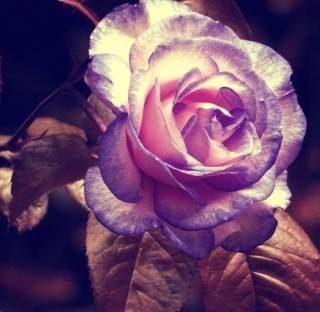 rose poster , gulab phul ka poster, Flower poster Waterproof Vinyl Sticker Poster Photographic Paper (12 inch X 18 inch)