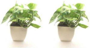 Vijay Sales Money Plant (Pack of 1)
