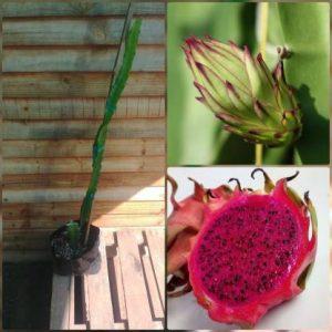 MiracleGarden Dragon Tree (Hybrid, Pack of 1)