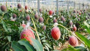 hasi plants Mango Plant (Hybrid, Pack of 1)