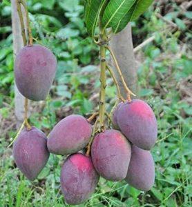 Platone Mango Plant (Hybrid, Pack of 1)